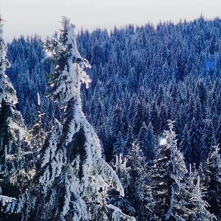 Nest Milmari Kopaonik