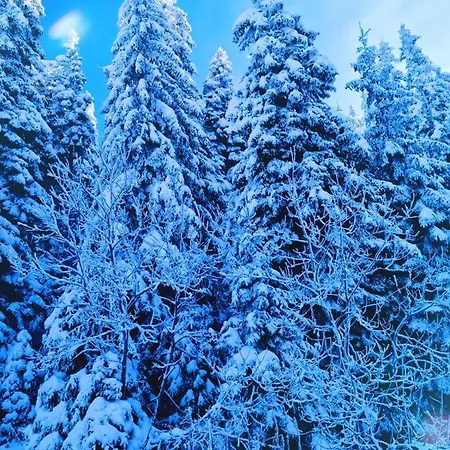 Apartmán Nest Milmari Kopaonik